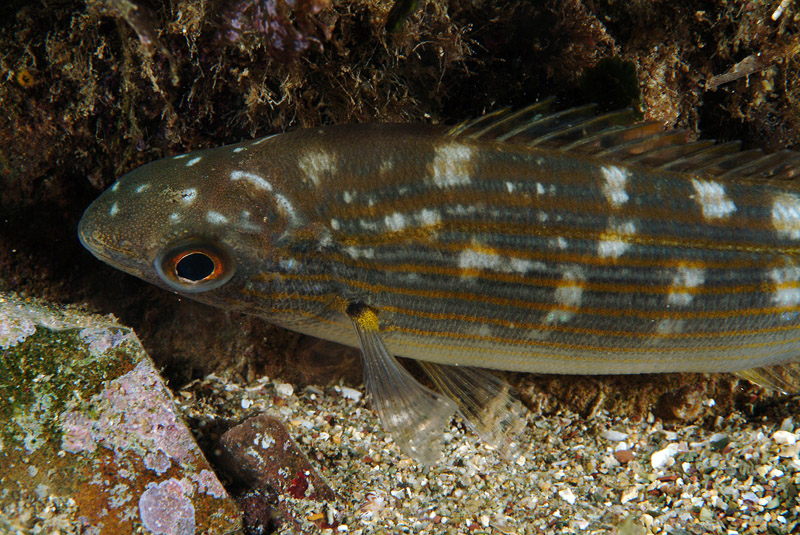 Sarpa salpa